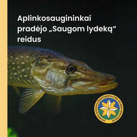 Infografika apie žuvų neršto laikotarpius ir draudimus
