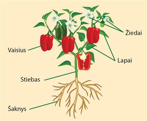 schema: pusašio sandara, rodanti vidinę (tripodą) ir išorinę granatas bei jų jungtis su pavarų dėže