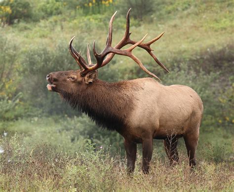 https://example.com/images/elk-eldorado-guide.jpg