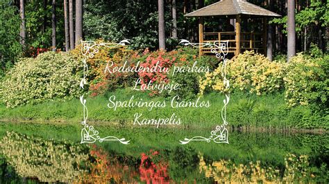 Infografika: Vinječių pirkimo būdai Latvijoje