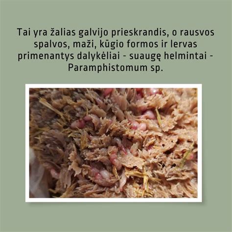 Šuns išmatos, surenkamos į maišelį