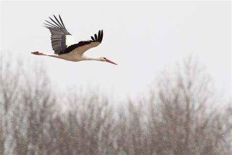 Tematinė nuotrauka su vištomis, laisvai vaikščiojančiomis ant kraiko