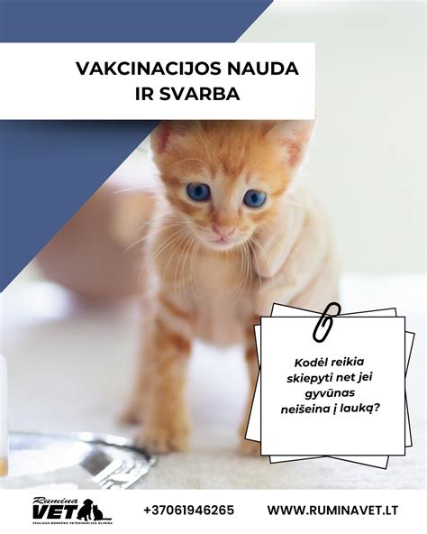 Kaime gyvenantys gyvūnai ir jų priežiūra