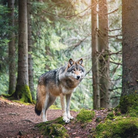 Tematinė nuotrauka: žmogus, besikaupiantis energijos gamtoje