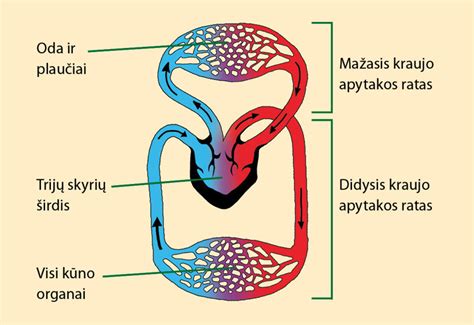 Schema, iliustruojanti aušinimo skysčio cirkuliaciją variklyje (mažasis ir didysis ratai) ir termostato vaidmenį