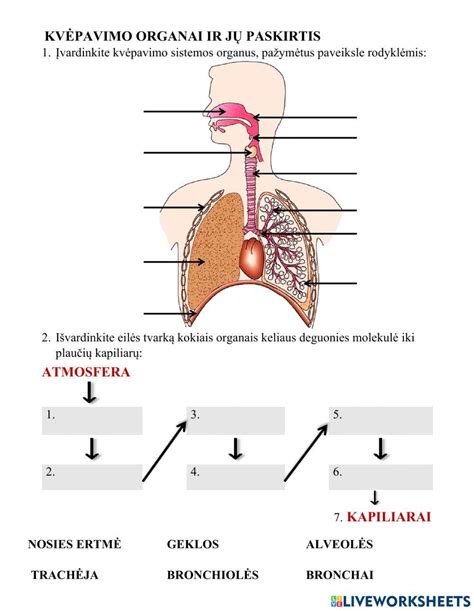 Schema: diafragminio kvėpavimo technika nerimui mažinti.