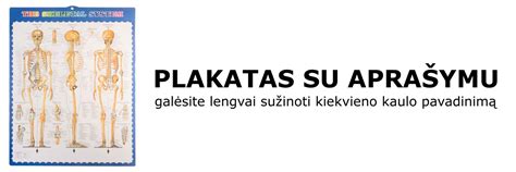 žmogaus skeleto schema