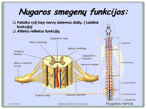 nugaros smegenų kompresijos simptomų diagrama