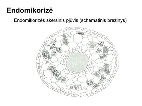 Schematinis bokserio tipo variklio pjūvis