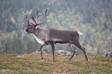 Teminė nuotrauka: šiaurės elniai kelyje Norvegijoje