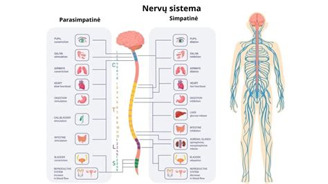 infografika: kaip veikia oro pagalvių sistema