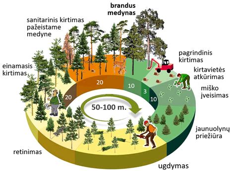 Infografika: sankabos disko užteršimas tepalu ir jo poveikis trinties jėgai
