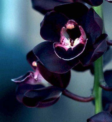 Juodosios orchidėjos žiedo nuotrauka
