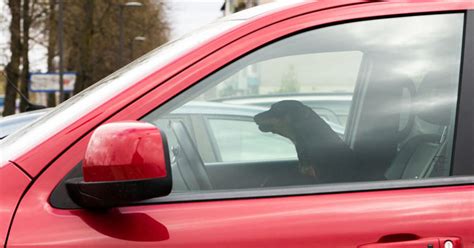 Nuotrauka, iliustruojanti šunį automobilyje