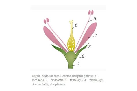 Botaninė schema, vaizduojanti pasifloros žiedo struktūrą ir jo dalių pavadinimus