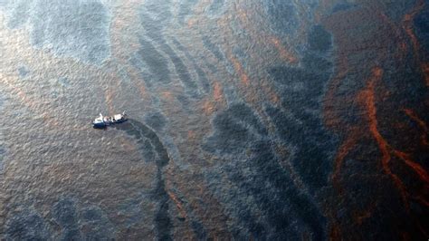 Deepwater Horizon naftos išsiliejimo žala gyvajai gamtai