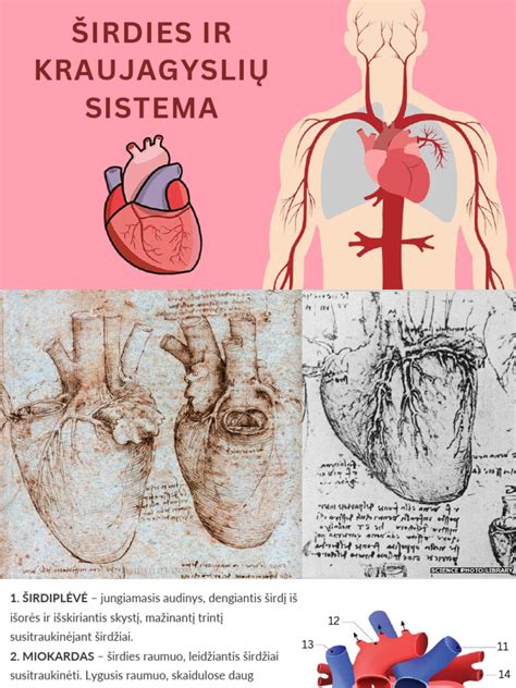 infografika apie dviračio naudas širdies ir kraujagyslių sistemai
