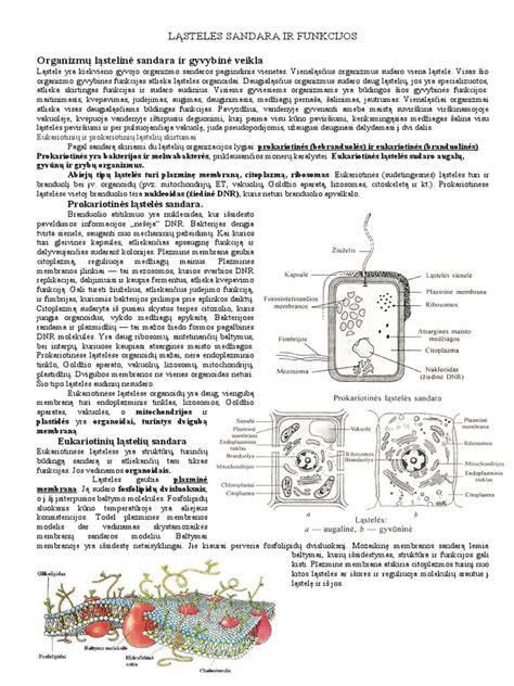 pusašio šarnyrų sandara ir veikimas