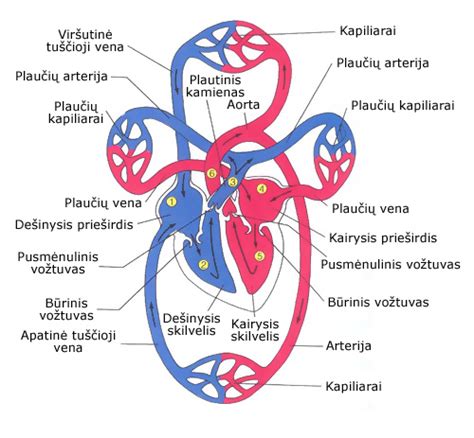 Teminė nuotrauka: širdies anatomija ir kraujotakos sistema