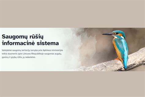 Slapukai. Informacinė iliustracija.