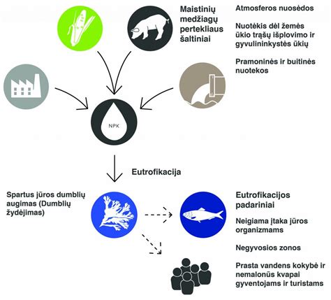 Infografika apie nuotekų taršos poveikį ekosistemai (eutrofikacija, deguonies trūkumas)