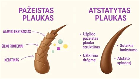 Akių sandaros schema su stiebeliais ir kolbelėmis