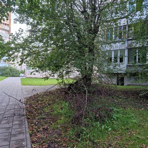 pavojingų vietų upėje (pvz., nuvirtę medžiai, sraunūs kriokliai) schematinis vaizdas