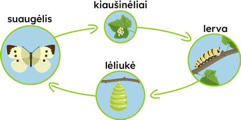 Diagrama: Priklausomybės vystymosi etapai