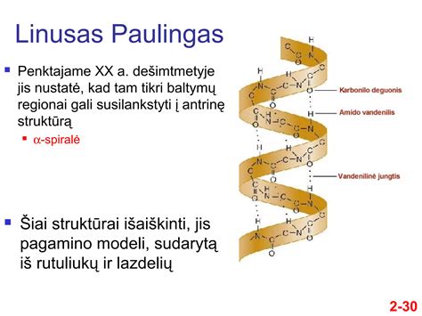 Molekulinė katecholaminų struktūra