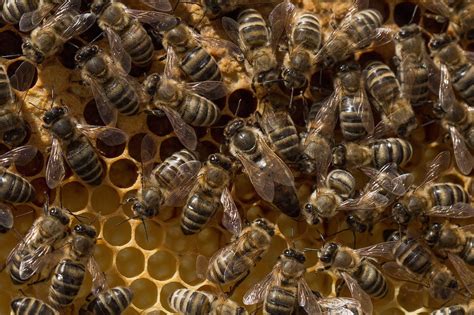 Infografika: bičių vaidmuo ekosistemoje ir jų teikiama ekonominė nauda žemės ūkiui