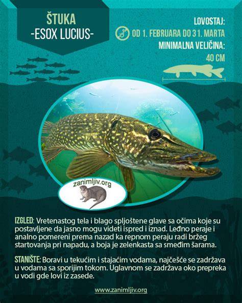 Infografika: Land Cruiser istorijos riba