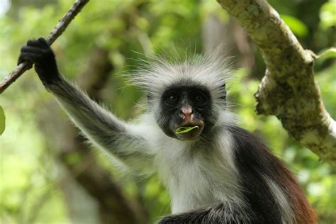 Tematinė nuotrauka: Raudonosios Colobus beždžionės Jozani miške, Zanzibare