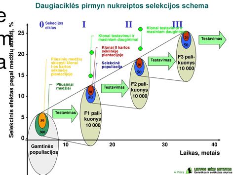 Schema: testavimas vairuotojo reakcijai ir dėmesio sutelkimui