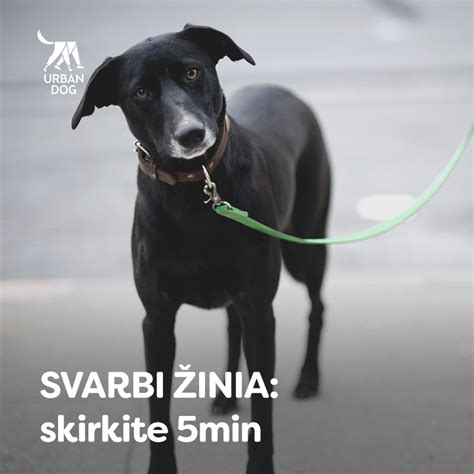 Pavadėliu vedamas šuo su antsnukiu