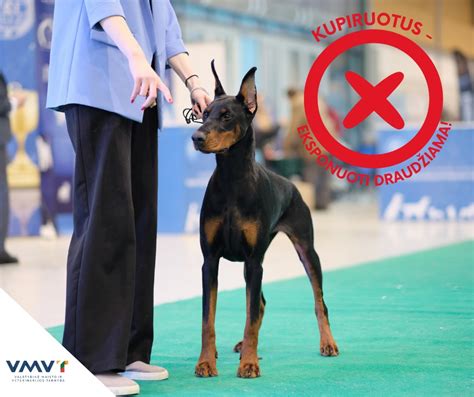 Nuotrauka, iliustruojanti gyvūnų gerovės apsaugos simboliką