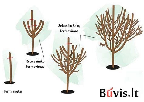 Visterijos genėjimo schema