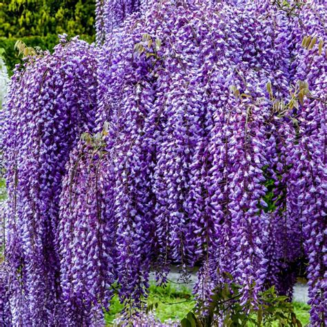 Visterija 'Amethyst Falls' žydėjimas