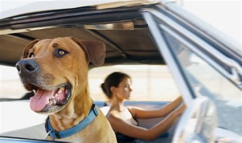 Šuo saugiai vežamas automobilyje su specialiu diržu