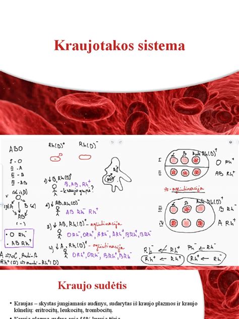 Schema, iliustruojanti kraujotakos pagerėjimą stovint ant galvos