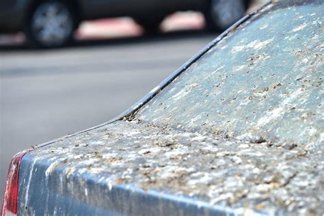 Tematinė nuotrauka: paukščių išmatos ant automobilio