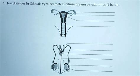 Vyro vidinių lytinių organų diagrama