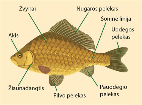 Pusašio sandaros schema su komponentų žymėjimais