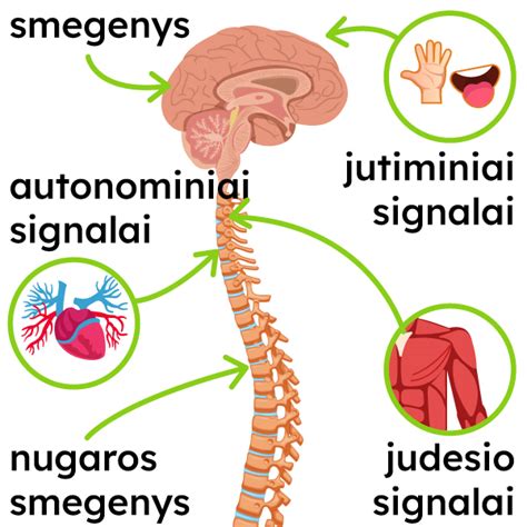 Infografika, iliustruojanti pagrindines ADAS sistemas ir jų veikimo principus
